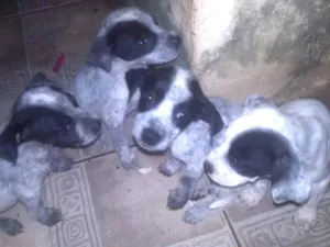 Cachorro raça pitbull com labrador idade Abaixo de 2 meses nome Nao tem nomes