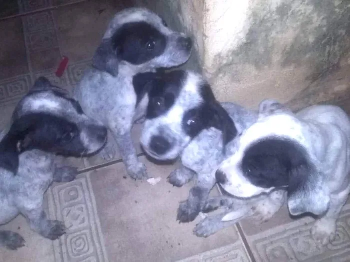 Cachorro ra a pitbull com labrador idade Abaixo de 2 meses nome Nao tem nomes