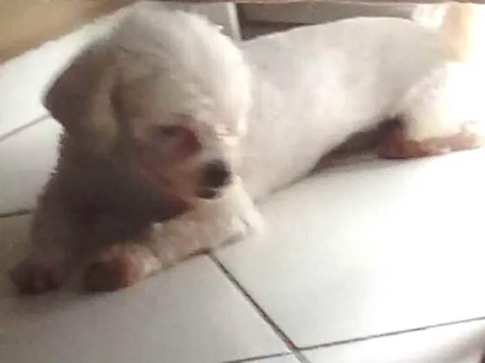 Cachorro ra a Ilhaes apso idade 2 a 6 meses nome Kauai