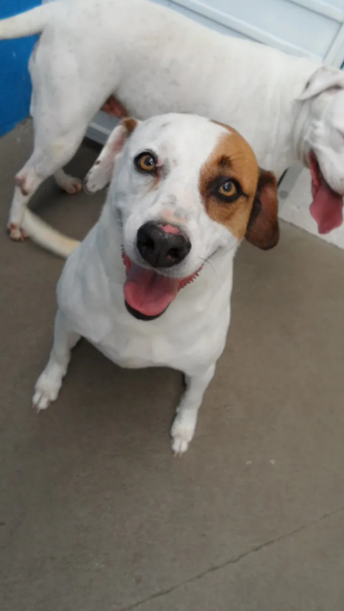 Cachorro ra a Pitbull idade 5 anos nome Kira