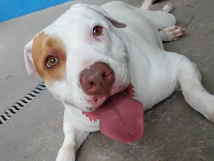 Cachorro ra a Pitbull idade 5 anos nome Kira