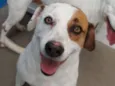 Panqueca
