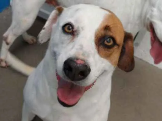 Cachorro ra a Vira-lata idade 4 anos nome Panqueca