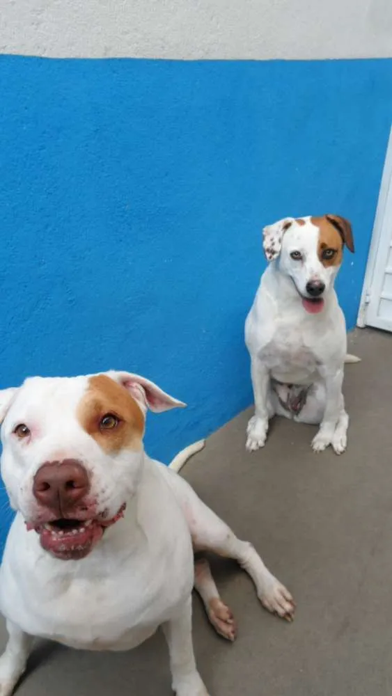 Cachorro ra a Vira-lata idade 4 anos nome Panqueca