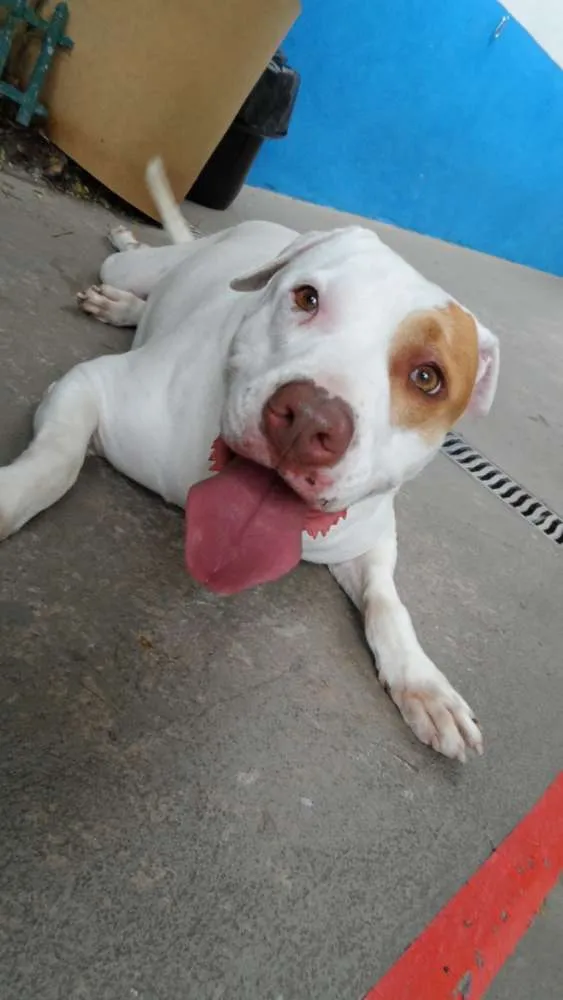 Cachorro ra a Vira-lata idade 4 anos nome Panqueca