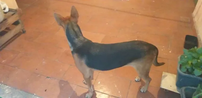 Cachorro raça Pastor alemão  misturado idade 7 a 11 meses nome Bonita