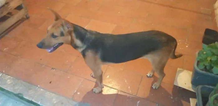 Cachorro raça Pastor alemão  misturado idade 7 a 11 meses nome Bonita