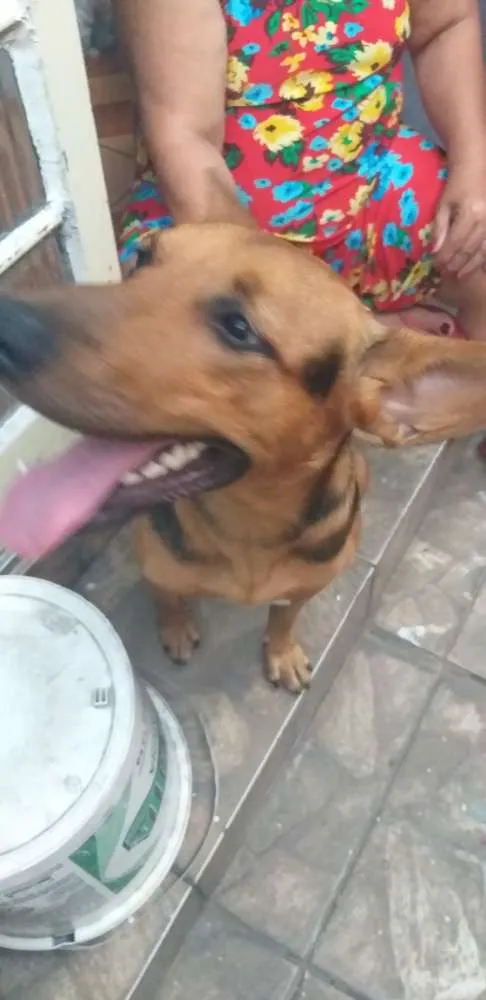 Cachorro raça Pastor alemão  misturado idade 7 a 11 meses nome Bonita