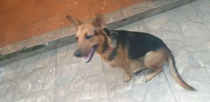 Cachorro raça Pastor alemão  misturado idade 7 a 11 meses nome Bonita