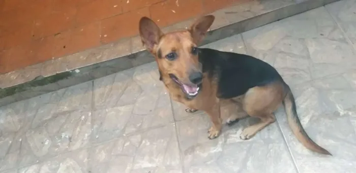 Cachorro raça Pastor alemão  misturado idade 7 a 11 meses nome Bonita