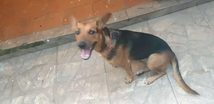 Cachorro raça Pastor alemão  misturado idade 7 a 11 meses nome Bonita