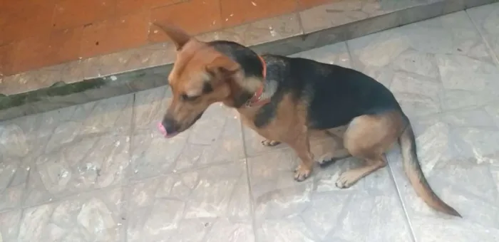 Cachorro raça Pastor alemão  misturado idade 7 a 11 meses nome Bonita