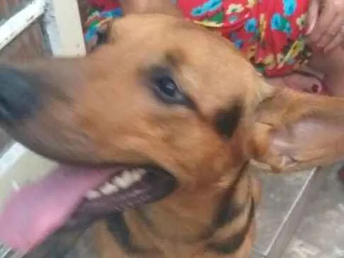 Cachorro raça Pastor alemão  misturado idade 7 a 11 meses nome Bonita