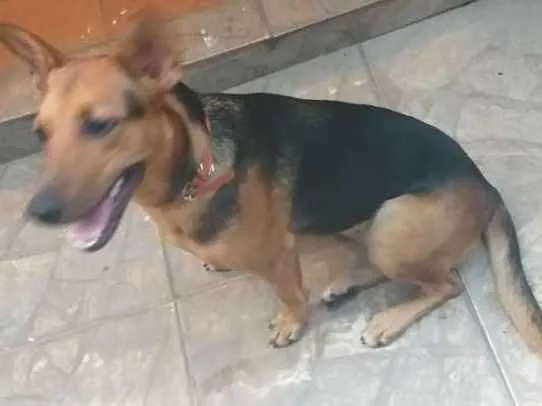 Cachorro raça Pastor alemão  misturado idade 7 a 11 meses nome Bonita