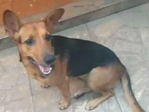Cachorro raça Pastor alemão  misturado idade 7 a 11 meses nome Bonita