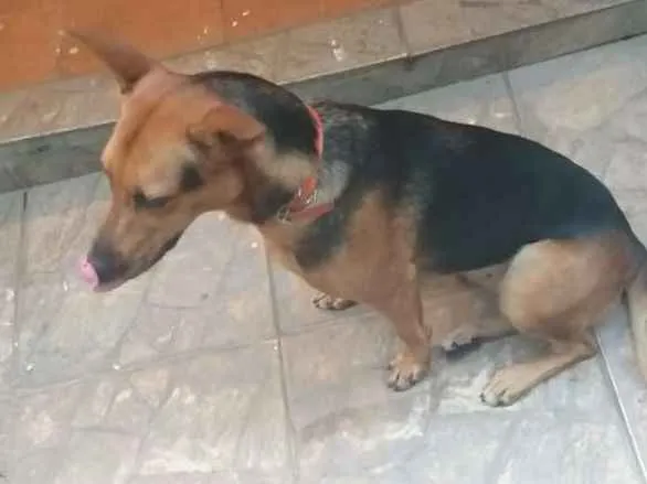 Cachorro raça Pastor alemão  misturado idade 7 a 11 meses nome Bonita