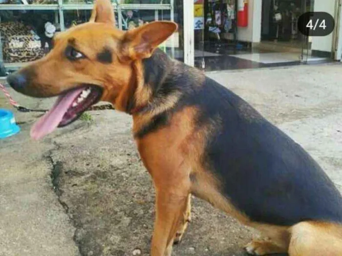 Cachorro raça Pastor alemão  misturado idade 7 a 11 meses nome Bonita
