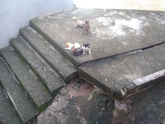 Cachorro ra a Vira lata idade 2 a 6 meses nome Vitoriosos 