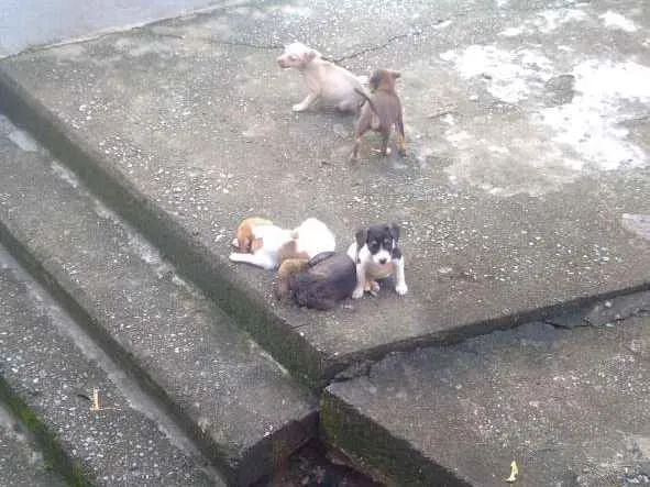 Cachorro ra a Vira lata idade 2 a 6 meses nome Vitoriosos 