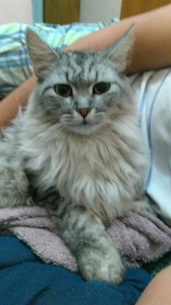 Gato ra a  idade 7 a 11 meses nome Kel William