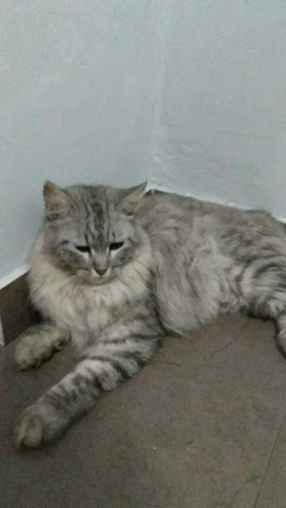 Gato ra a  idade 7 a 11 meses nome Kel William