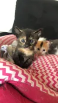 5 gatinhos