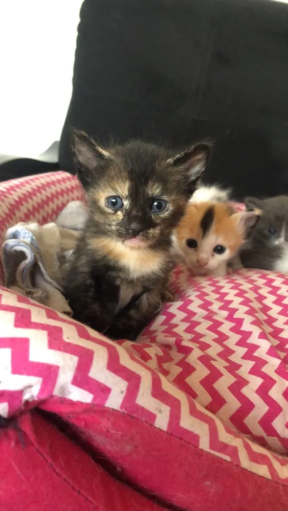 Gato ra a Sem raça  idade 2 a 6 meses nome 5 gatinhos