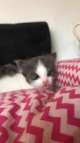 5 gatinhos