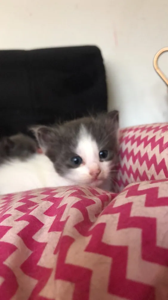 Gato ra a Sem raça  idade 2 a 6 meses nome 5 gatinhos