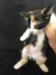 5 gatinhos