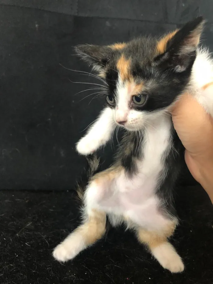 Gato ra a Sem raça  idade 2 a 6 meses nome 5 gatinhos