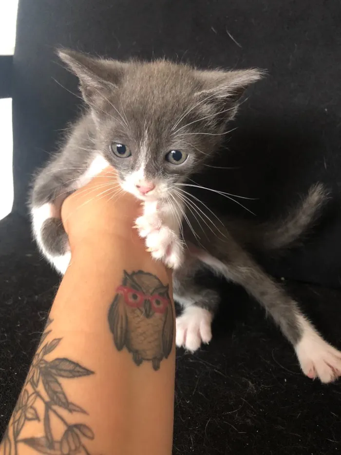 Gato ra a Sem raça  idade 2 a 6 meses nome 5 gatinhos