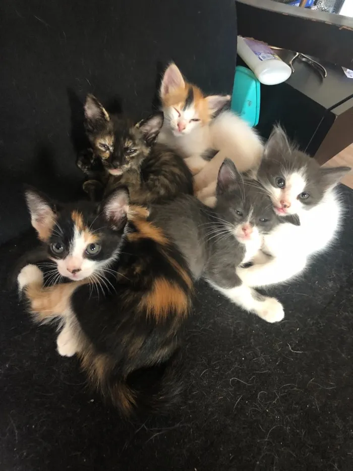 Gato ra a Sem raça  idade 2 a 6 meses nome 5 gatinhos