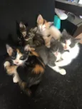 5 gatinhos
