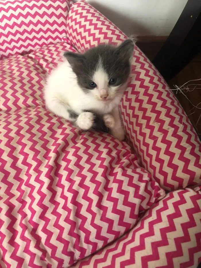 Gato ra a Sem raça  idade 2 a 6 meses nome 5 gatinhos