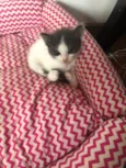 5 gatinhos