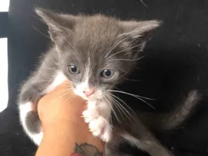Gato raça Sem raça  idade 2 a 6 meses nome 5 gatinhos