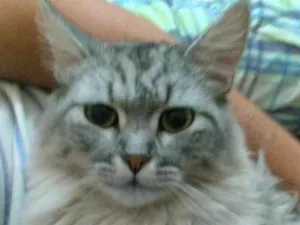 Gato raça  idade 7 a 11 meses nome Kel William