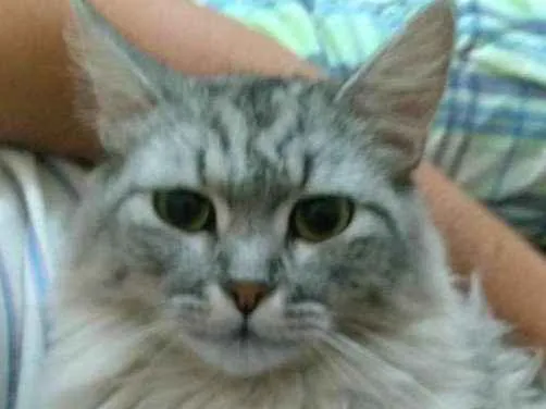 Gato ra a  idade 7 a 11 meses nome Kel William