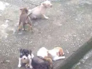 Cachorro raça Vira lata idade 2 a 6 meses nome Vitoriosos 