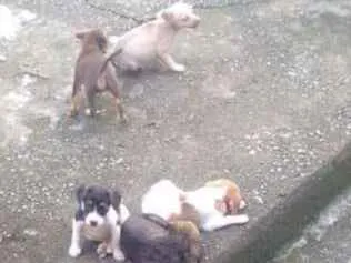 Cachorro ra a Vira lata idade 2 a 6 meses nome Vitoriosos 