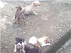 Cachorro raça Vira lata idade 2 a 6 meses nome Vitoriosos 