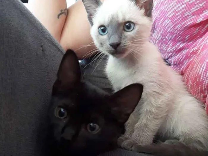 Gato raça Não definida idade 2 a 6 meses nome Sabrina
