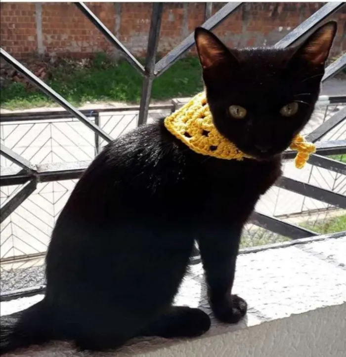 Gato raça Não definida idade 2 a 6 meses nome Sabrina