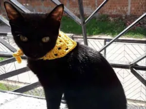 Gato raça Não definida idade 2 a 6 meses nome Sabrina