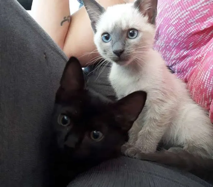 Gato raça Não definida idade 2 a 6 meses nome Samantha