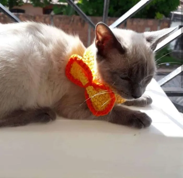 Gato raça Não definida idade 2 a 6 meses nome Samantha
