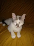 Nina