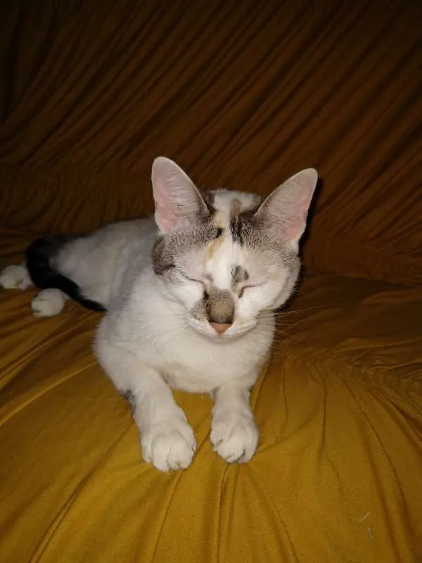Gato ra a  idade 5 anos nome Nina
