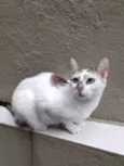 Nina